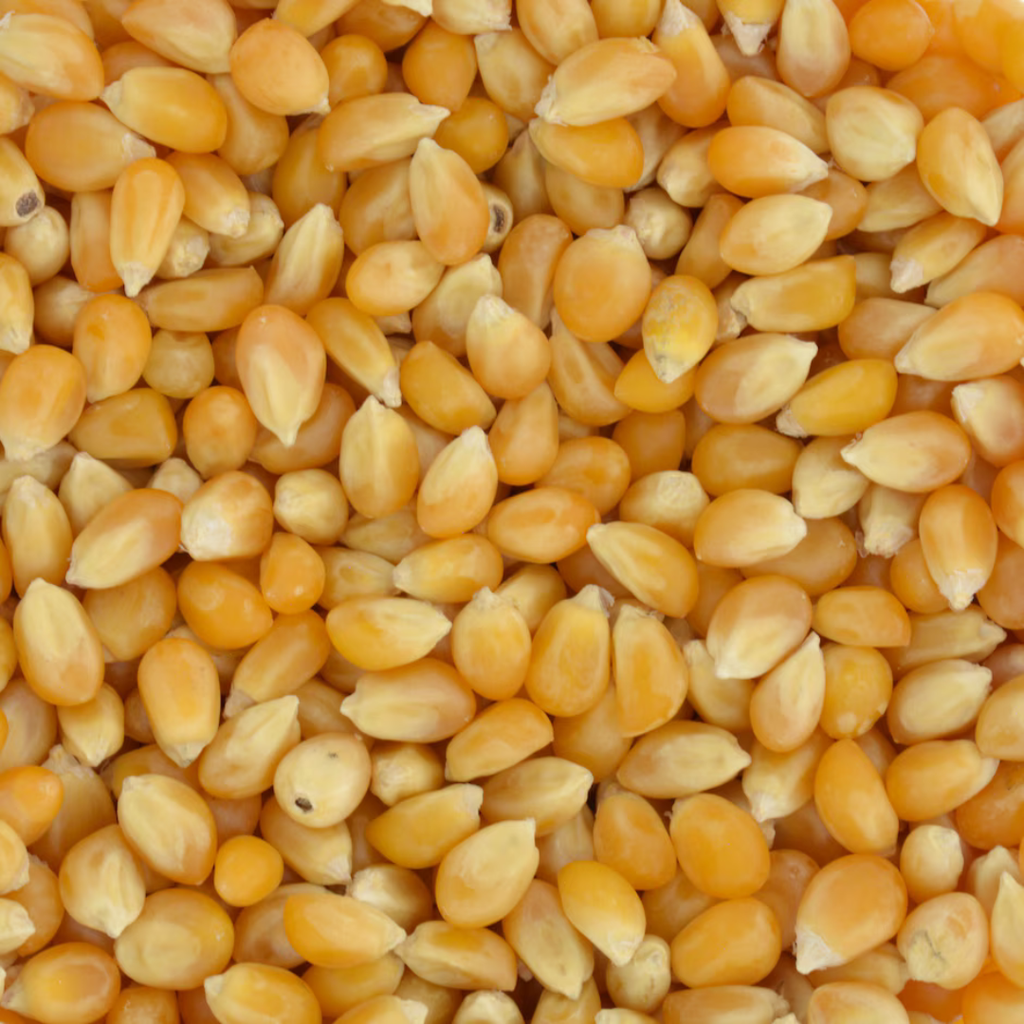 Jolly Time Yellow Popcorn Kernels, 20-oz. Bags